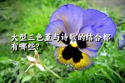 大型三色堇与诗歌的结合都有哪些？