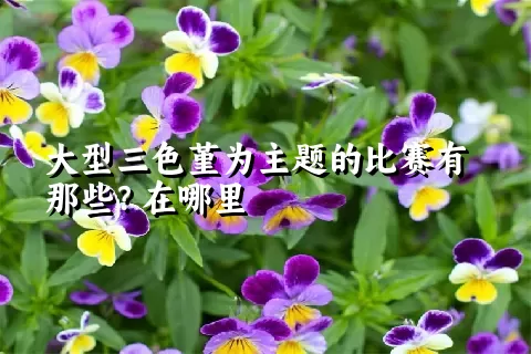 大型三色堇为主题的比赛有那些？在哪里