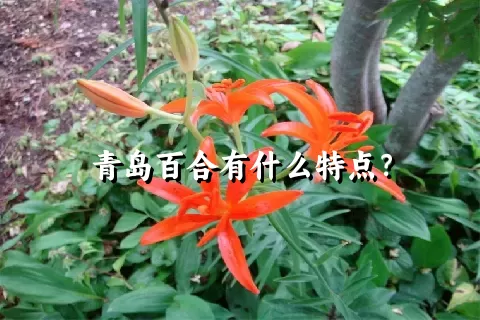 青岛百合有什么特点？