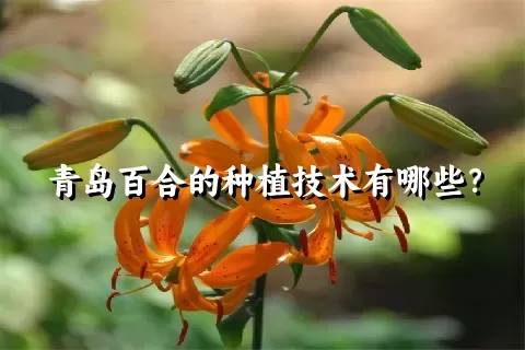 青岛百合的种植技术有哪些？