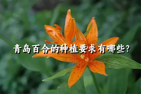 青岛百合的种植要求有哪些？