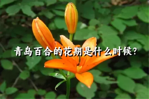 青岛百合的花期是什么时候？