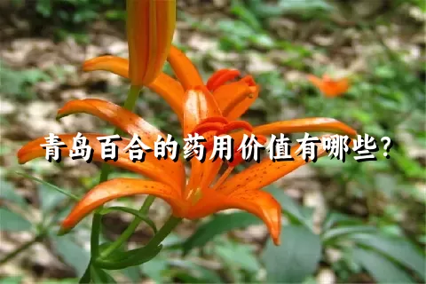 青岛百合的药用价值有哪些？