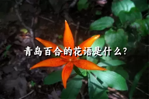 青岛百合的花语是什么？