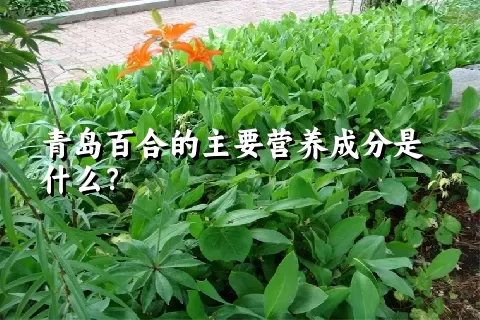 青岛百合的主要营养成分是什么？