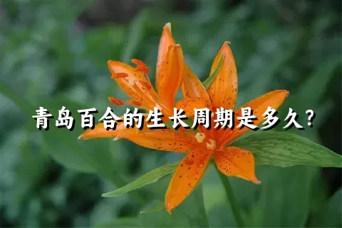 青岛百合的生长周期是多久？