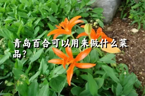 青岛百合可以用来做什么菜品？