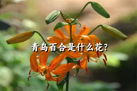 青岛百合是什么花？