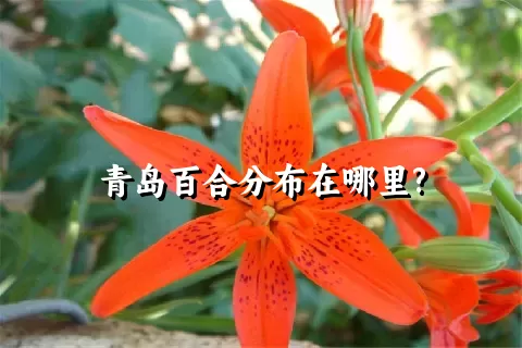 青岛百合分布在哪里?