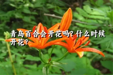 青岛百合会开花吗？什么时候开花？