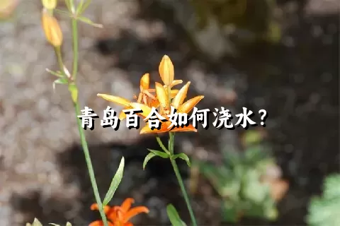 青岛百合如何浇水？