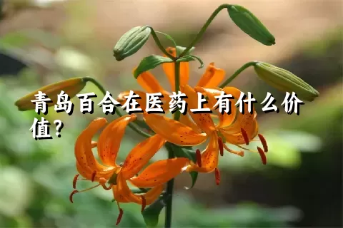 青岛百合在医药上有什么价值？