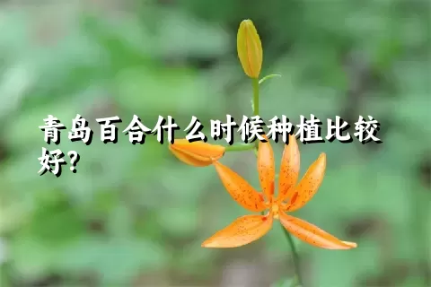 青岛百合什么时候种植比较好？