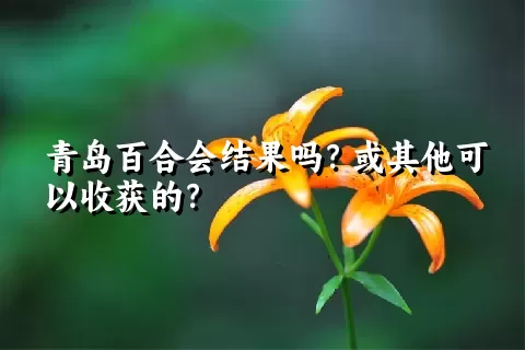 青岛百合会结果吗？或其他可以收获的？