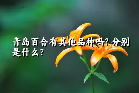 青岛百合有其他品种吗？分别是什么？