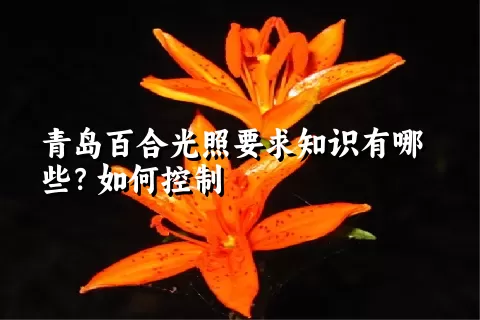 青岛百合光照要求知识有哪些？如何控制