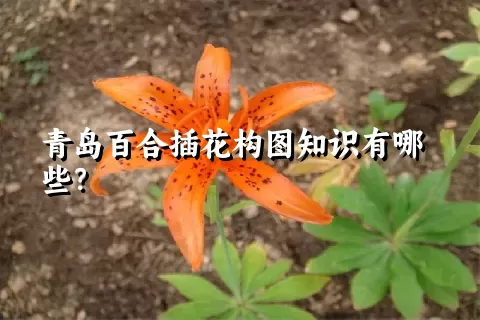 青岛百合插花构图知识有哪些？