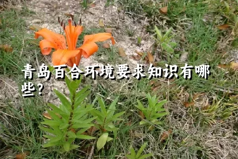 青岛百合环境要求知识有哪些？