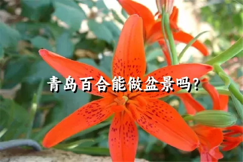 青岛百合能做盆景吗？