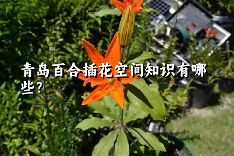 青岛百合插花空间知识有哪些？