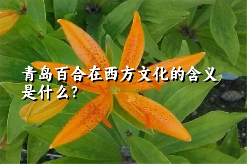 青岛百合在西方文化的含义是什么？