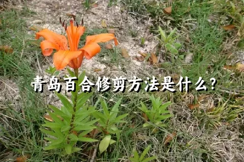 青岛百合修剪方法是什么？