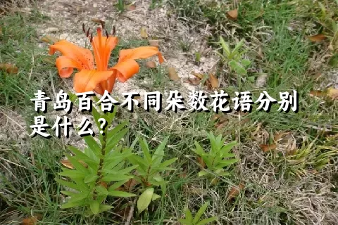 青岛百合不同朵数花语分别是什么？