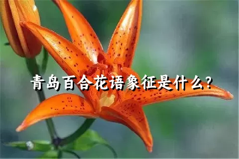 青岛百合花语象征是什么？