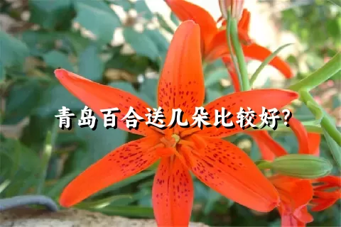 青岛百合送几朵比较好？