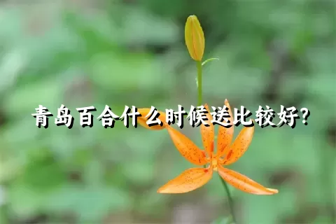 青岛百合什么时候送比较好？