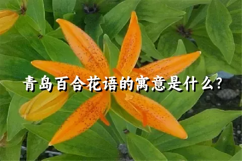 青岛百合花语的寓意是什么？