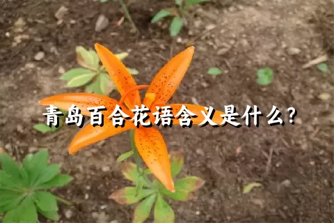 青岛百合花语含义是什么？