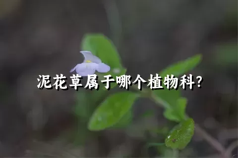 泥花草属于哪个植物科？