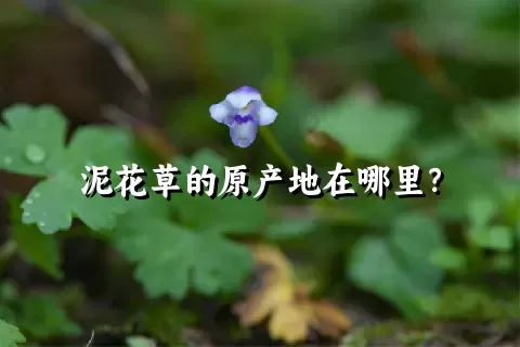 泥花草的原产地在哪里？