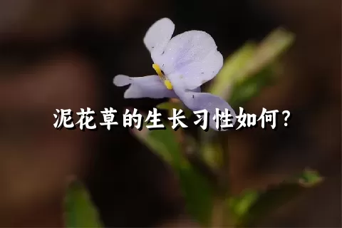 泥花草的生长习性如何？