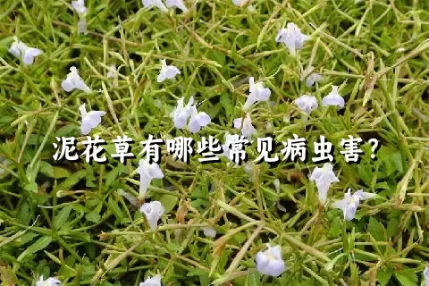 泥花草有哪些常见病虫害？