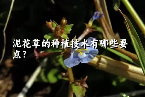 泥花草的种植技术有哪些要点？