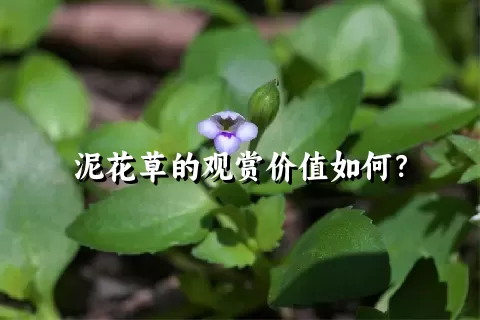 泥花草的观赏价值如何？