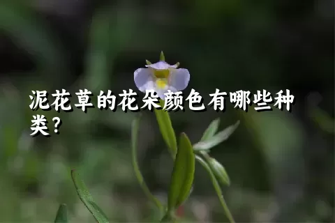 泥花草的花朵颜色有哪些种类？