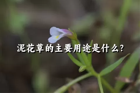 泥花草的主要用途是什么？