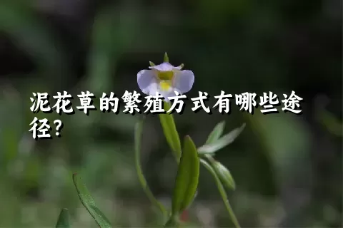 泥花草的繁殖方式有哪些途径？