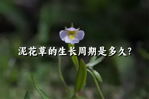 泥花草的生长周期是多久？