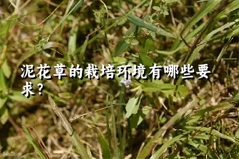 泥花草的栽培环境有哪些要求？