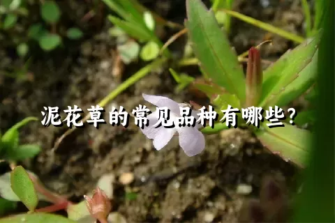 泥花草的常见品种有哪些？