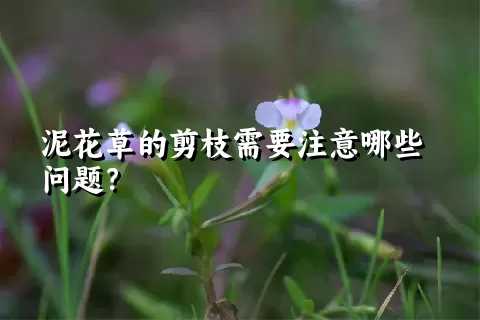 泥花草的剪枝需要注意哪些问题？