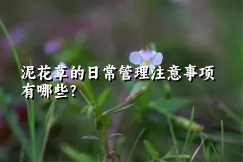 泥花草的日常管理注意事项有哪些？