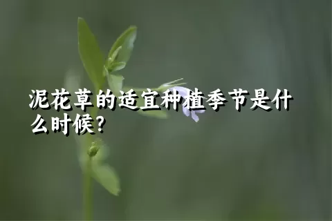 泥花草的适宜种植季节是什么时候？