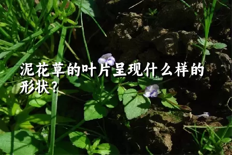 泥花草的叶片呈现什么样的形状？