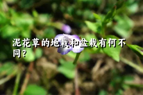 泥花草的地栽和盆栽有何不同？