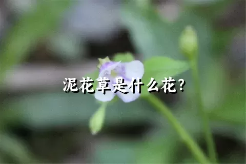 泥花草是什么花？